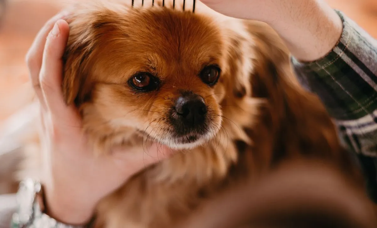 Overseas Relocation Company Singapore | Pet Relocation